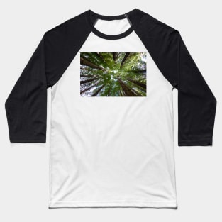 Looking up to the Redwood trees. Baseball T-Shirt